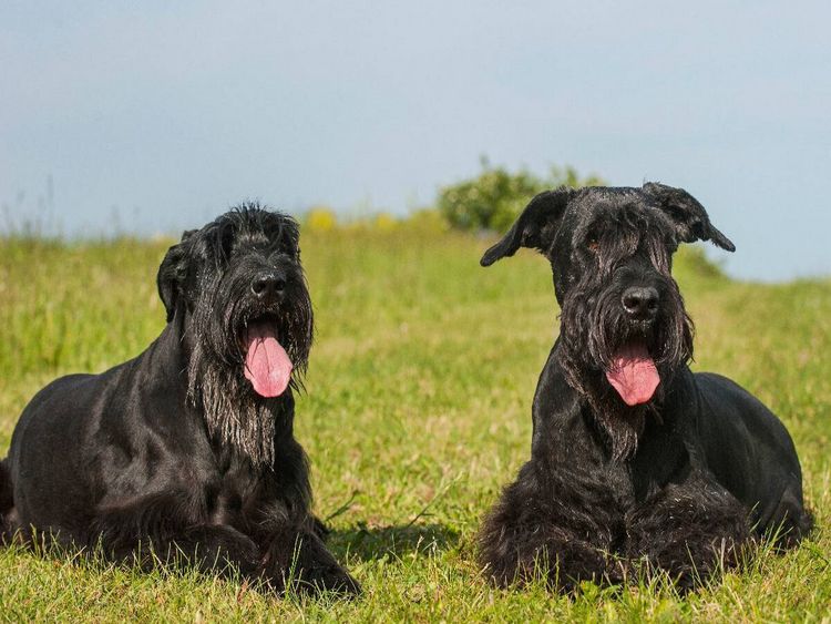 Produktbild: CALVENDO Puzzle Zwei Riesenschnauzer auf der Wiese | 1000 Teile Lege-Gr&ouml;&szlig;e 64x48cm Foto-Puzzle f&uuml;r gl&uuml;ckliche Stunden