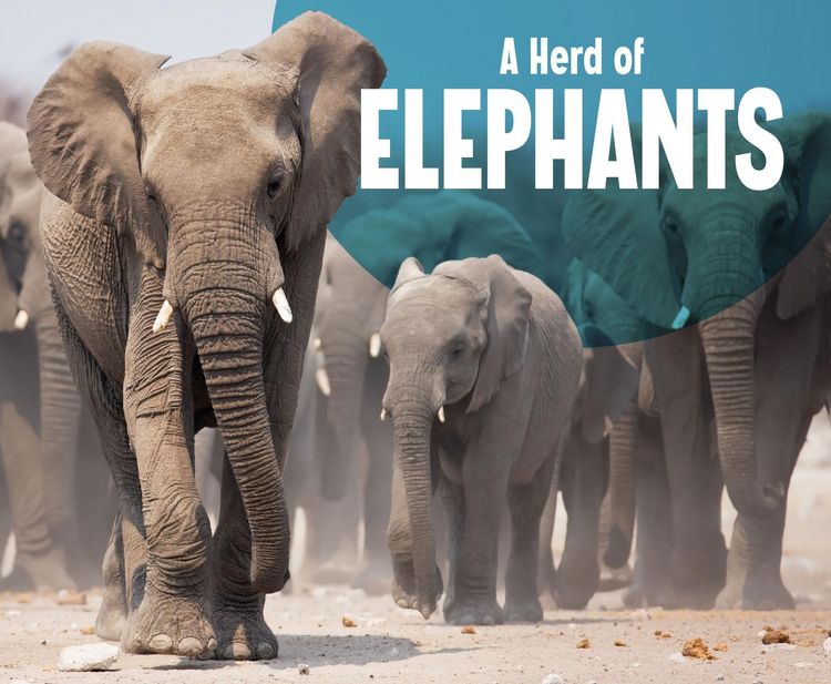 Produktbild: Herd of Elephants