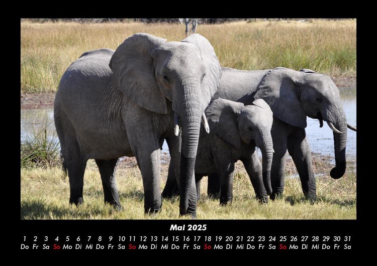 Produktbild: Elefanten 2025 Fotokalender DIN A3