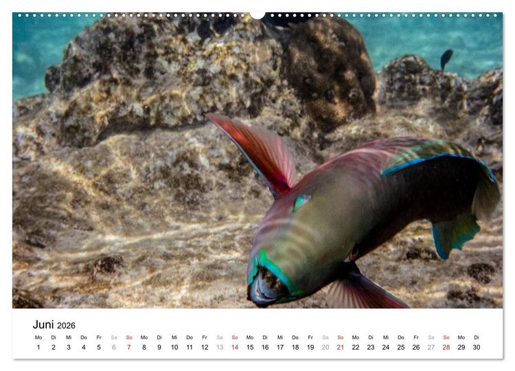 Produktbild: Unterwasserwelt der Malediven I (Wandkalender 2026 DIN A2 quer), CALVENDO Monatskalender