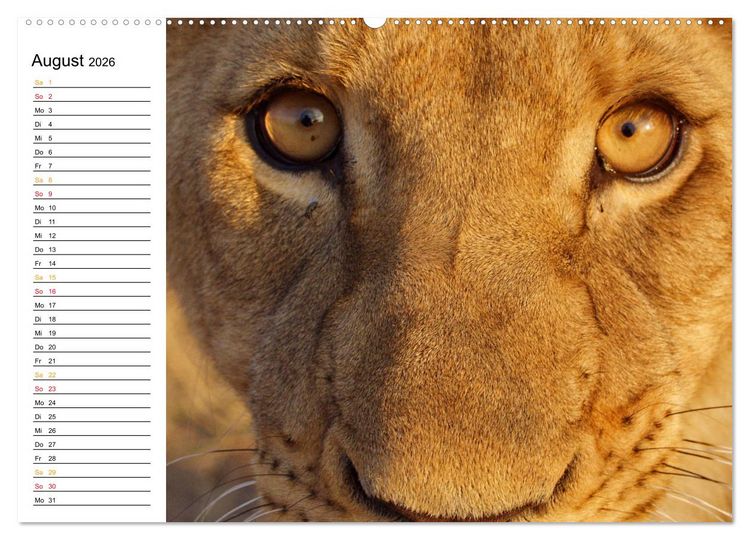 Produktbild: LION KING SELFIES L&ouml;wen hautnah (Wandkalender 2026 DIN A2 quer), CALVENDO Monatskalender