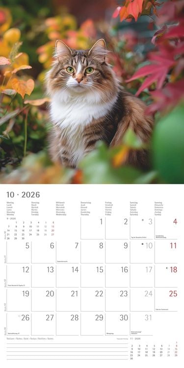 Produktbild: Katzen 2026 - Broschürenkalender 30x30 cm (30x60 geöffnet) - Kalender mit Platz für Notizen - Cats - Bildkalender - Wandplaner - Katzenkalender