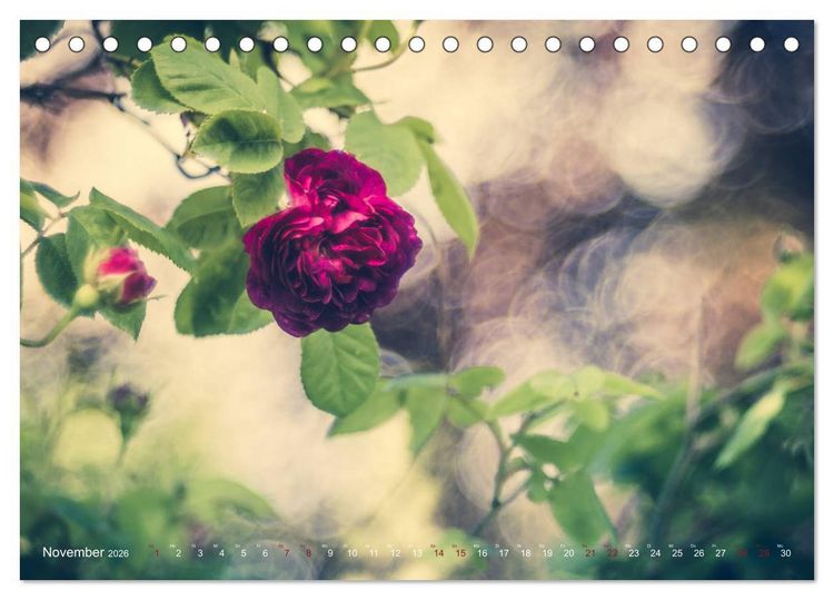 Produktbild: Die Welt der Alten Rosen (Tischkalender 2026 DIN A5 quer), CALVENDO Monatskalender
