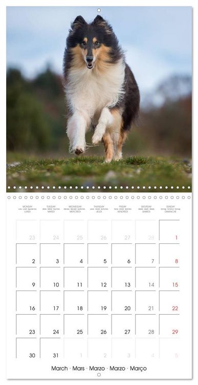 Produktbild: Lovely Collie 2026 (Wall Calendar 2026 12 &times; 12 Inch) CALVENDO 12 Month Wall Calendar