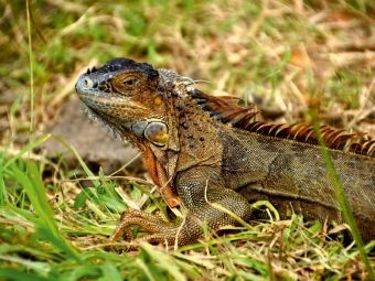 Produktbild: CALVENDO Puzzle Gr&uuml;ner Leguan | 1000 Teile Lege-Gr&ouml;&szlig;e 64x48cm Foto-Puzzle f&uuml;r gl&uuml;ckliche Stunden