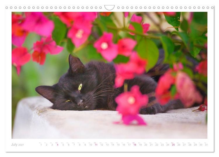 Produktbild: Cats of the Greek Islands (Wall Calendar 2027 DIN A3 landscape), CALVENDO 12 Month Wall Calendar