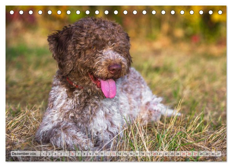 Produktbild: Lagotto Romagnolo - Ein Hund zum Verlieben (Tischkalender 2026 DIN A5 quer), CALVENDO Monatskalender