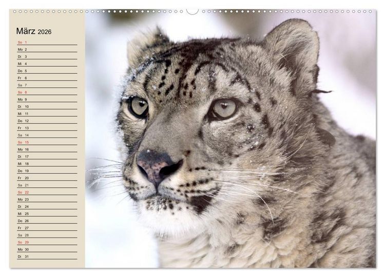 Produktbild: Schneeleoparden. Geschmeidige Gebirgsj&auml;ger (hochwertiger Premium Wandkalender 2026 DIN A2 quer), Kunstdruck in Hochglanz