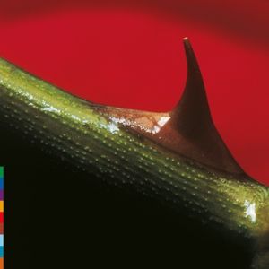 Produktbild: Night Song (Ltd.Ed.) (LP+MP Coloured)