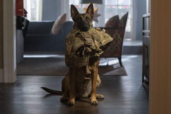 Produktbild: Dog - Das Gl&uuml;ck hat vier Pfoten