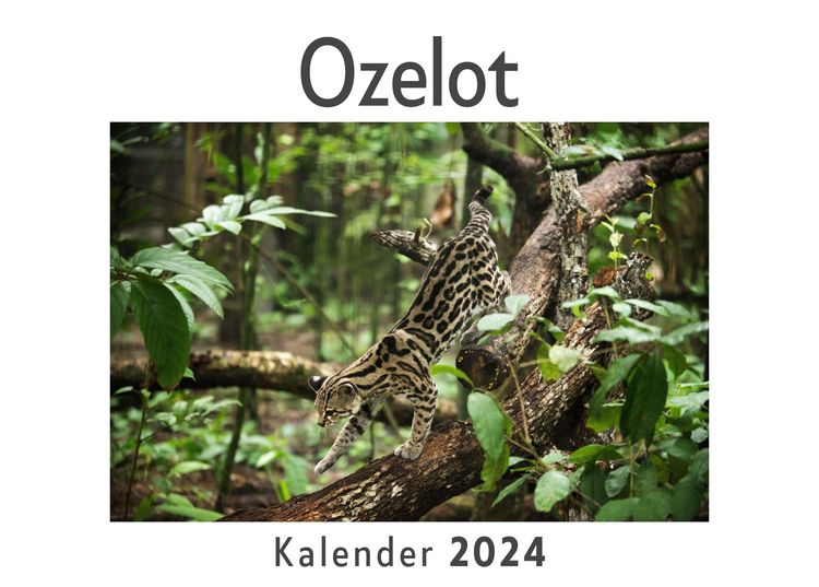 Produktbild: Ozelot (Wandkalender 2024, Kalender DIN A4 quer, Monatskalender im Querformat mit Kalendarium, Das perfekte Geschenk)