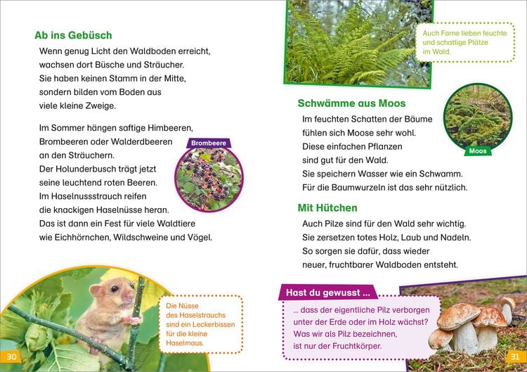 Produktbild: WAS IST WAS Erstes Lesen Band 6. Wald