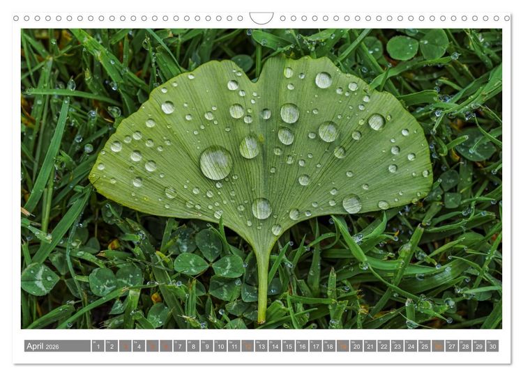 Produktbild: Mit Ginkgo biloba durch das Jahr (Wandkalender 2026 DIN A3 quer), CALVENDO Monatskalender