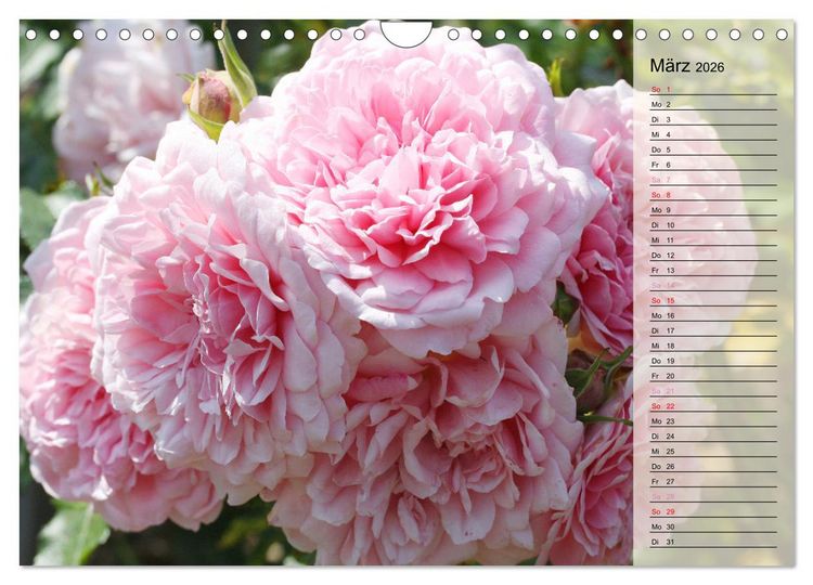 Produktbild: Rosensommer (Wandkalender 2026 DIN A4 quer), CALVENDO Monatskalender