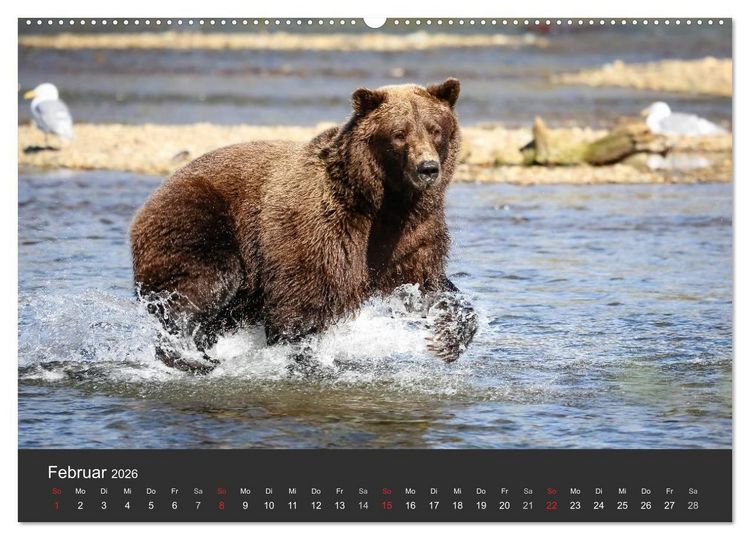 Produktbild: Alaska 2026 - faszinierend anders (Wandkalender 2026 DIN A2 quer), CALVENDO Monatskalender