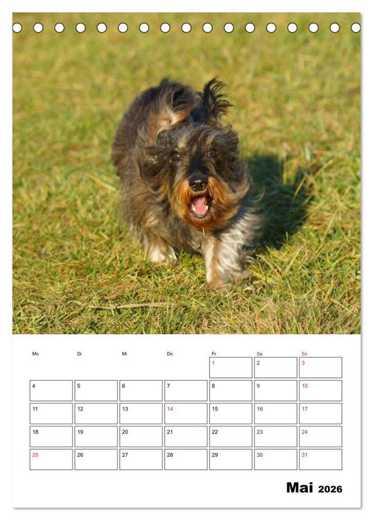 Produktbild: Liebenswerte Zwergrauhaardackel (Tischkalender 2026 DIN A5 hoch), CALVENDO Monatskalender