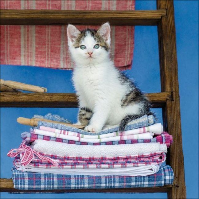 Produktbild: Cats 2027