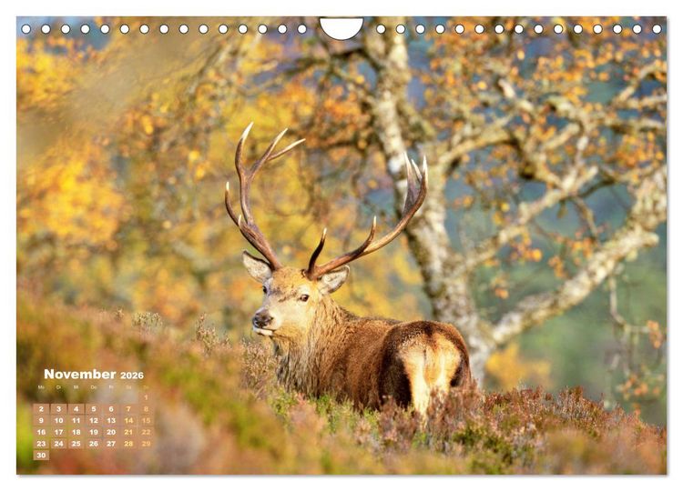 Produktbild: Naturschauspiele in Schottland (Wandkalender 2026 DIN A4 quer), CALVENDO Monatskalender