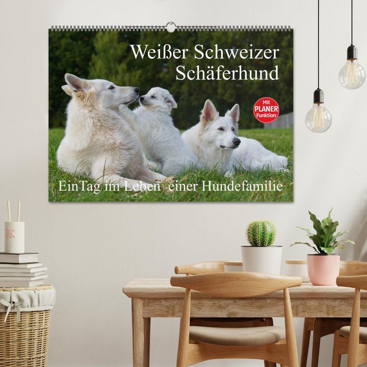 Produktbild: Wei&szlig;er Schweizer Sch&auml;ferhund - Ein Tag im Leben einer Hundefamilie (Wandkalender 2026 DIN A2 quer), CALVENDO Monatskalender
