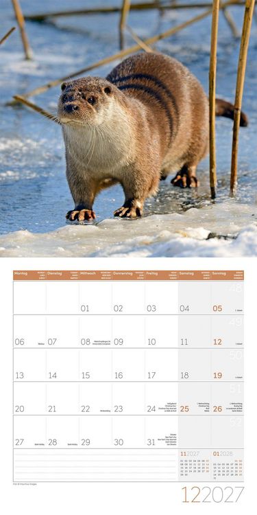 Produktbild: Otter Kalender 2027 - 30x30 - Art12