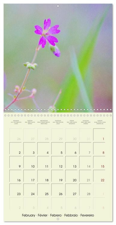 Produktbild: Flowers from dreamland (Wall Calendar 2026 12 &times; 12 Inch) CALVENDO 12 Month Wall Calendar