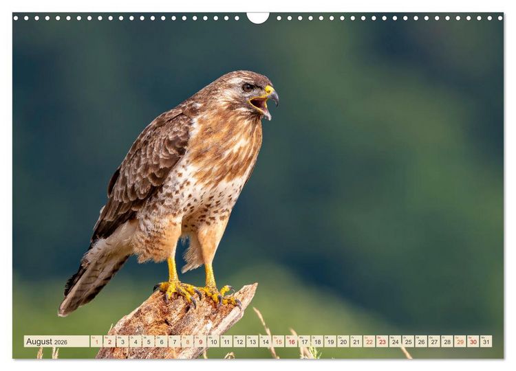 Produktbild: Unsere Vogelvielfalt: Ein Schatz zum Entdecken und Sch&uuml;tzen (Wandkalender 2026 DIN A3 quer), CALVENDO Monatskalender