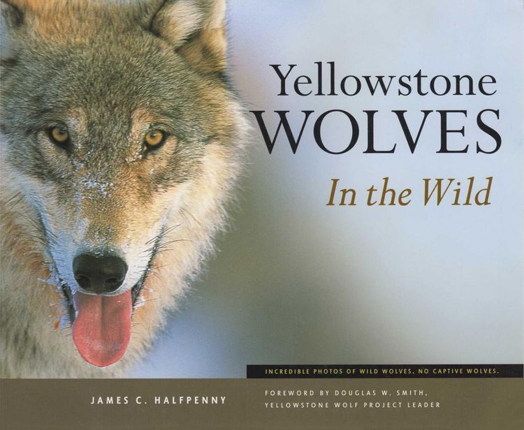 Produktbild: Yellowstone Wolves in the Wild