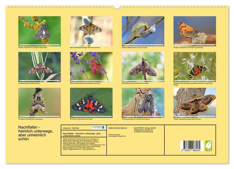 Produktbild: Nachtfalter - heimlich unterwegs, aber unheimlich sch&ouml;n (hochwertiger Premium Wandkalender 2026 DIN A2 quer), Kunstdruck in Hochglanz