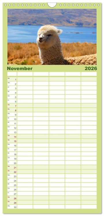 Produktbild: Familienplaner 2026 - Alpakas und Lamas mit 5 Spalten (Wandkalender, 21 x 45 cm) CALVENDO