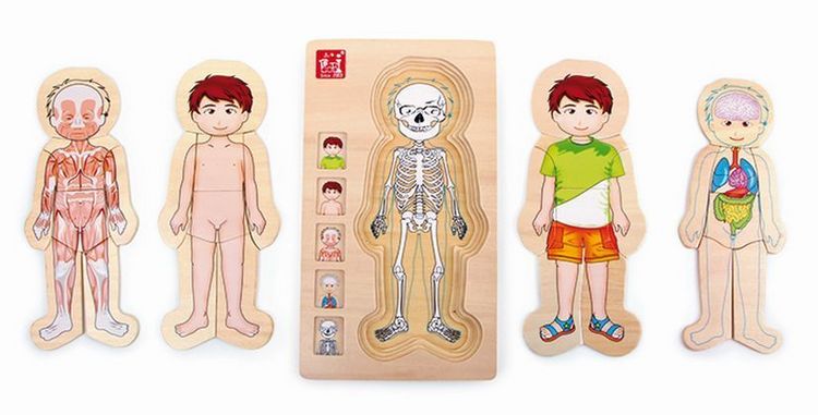 Produktbild: Schichtenpuzzle Anatomie Junge