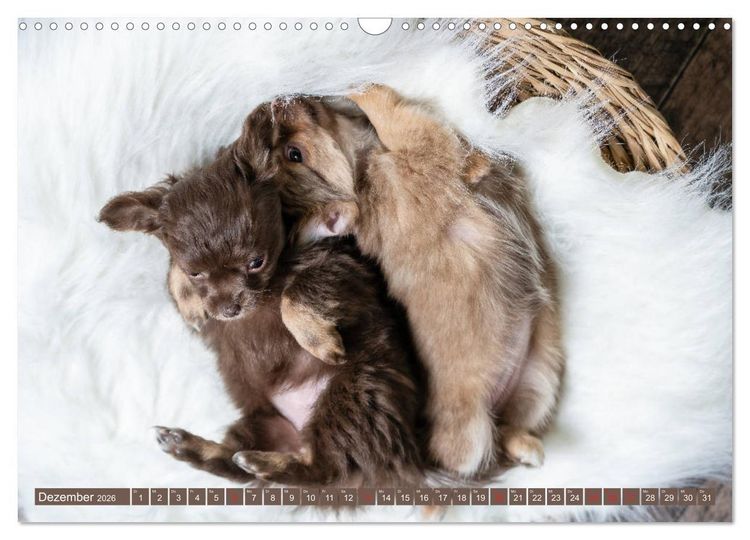 Produktbild: Chihuahua-Babys - Amy und Angel im Studio (Wandkalender 2026 DIN A3 quer), CALVENDO Monatskalender