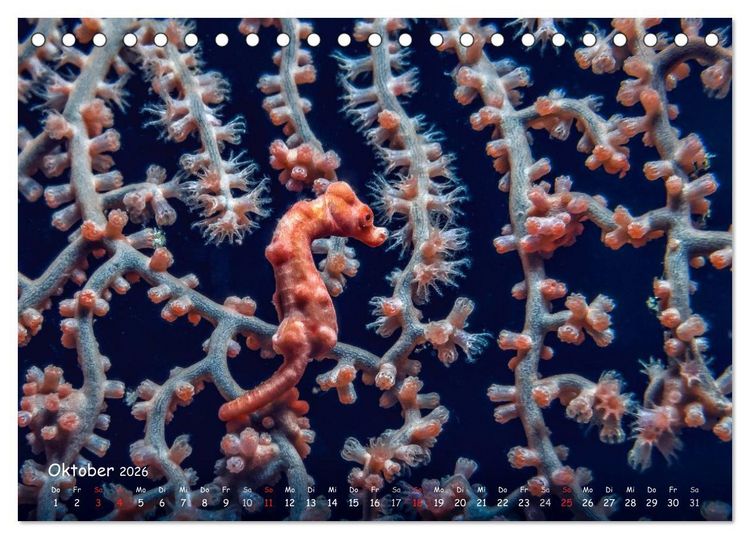 Produktbild: Hippocampus oder einfach nur Seepferdchen (Tischkalender 2026 DIN A5 quer), CALVENDO Monatskalender