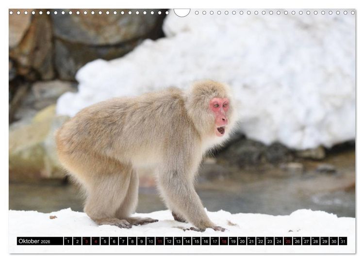 Produktbild: Schneeaffen im Jigokudani Nationalpark (Wandkalender 2026 DIN A3 quer), CALVENDO Monatskalender