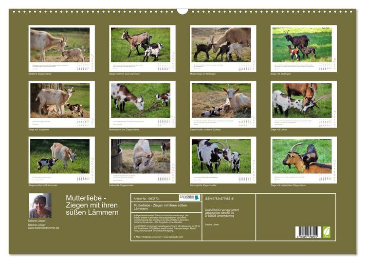 Produktbild: Mutterliebe - Ziegen mit ihren s&uuml;&szlig;en L&auml;mmern (Wandkalender 2026 DIN A2 quer), CALVENDO Monatskalender