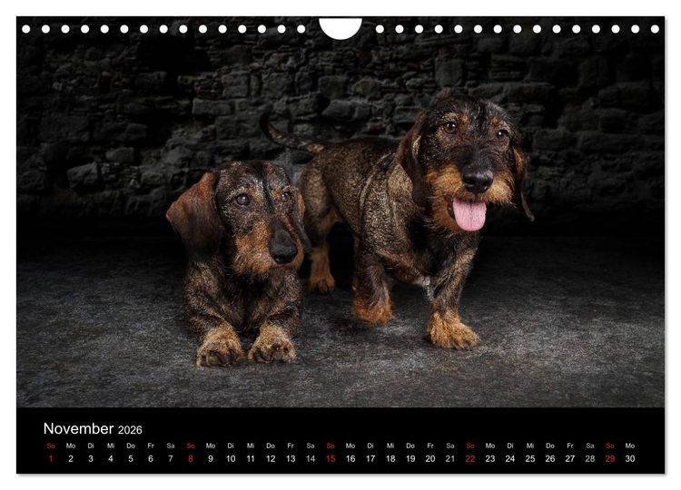 Produktbild: Urban Dogs - Hundekalender der anderen Art (Wandkalender 2026 DIN A4 quer), CALVENDO Monatskalender
