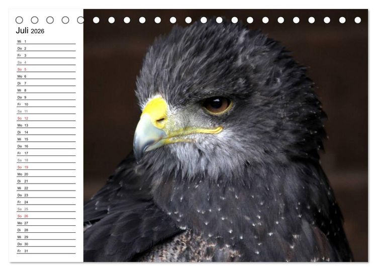 Produktbild: Greifv&ouml;gel, Eulen und K&auml;uze (Tischkalender 2026 DIN A5 quer), CALVENDO Monatskalender