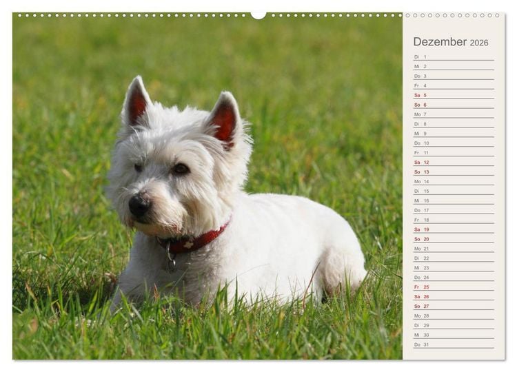 Produktbild: West Highland White Terrier - Selbstbewustes Powerpaket - der Westie (hochwertiger Premium Wandkalender 2026 DIN A2 quer), Kunstdruck in Hochglanz