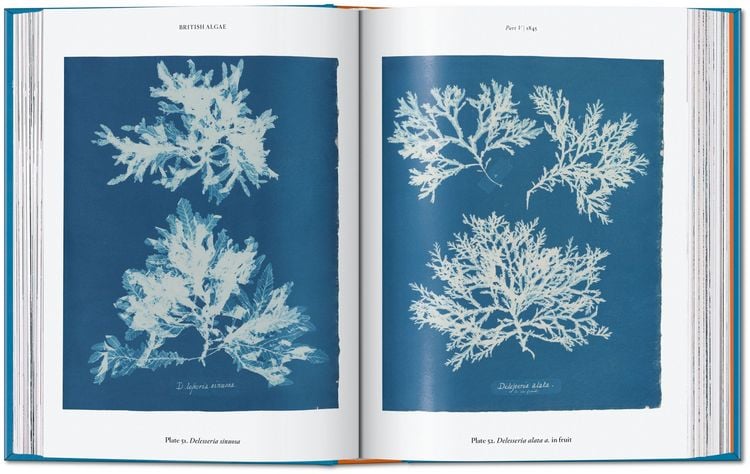 Produktbild: Anna Atkins