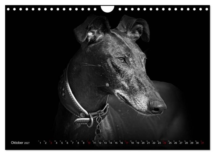 Produktbild: Galgo Espa&ntilde;ol - der spanische Windhund 2027 (Wandkalender 2027 DIN A4 quer), CALVENDO Monatskalender