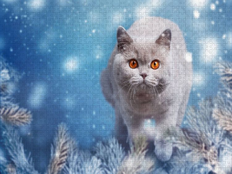 Produktbild: CALVENDO Puzzle Ein Motiv aus dem Kalender Kittens - Britisch Kurzhaar Katzenkinder | 1000 Teile Lege-Gr&ouml;&szlig;e 64x48cm Foto-Puzzle f&uuml;r gl&uuml;ckliche Stunden