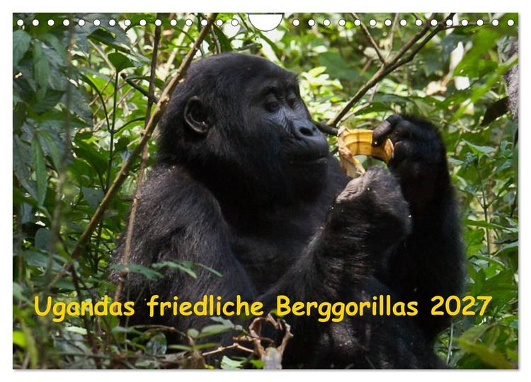 Produktbild: Ugandas friedliche Berggorillas (Wandkalender 2027 DIN A4 quer), CALVENDO Monatskalender