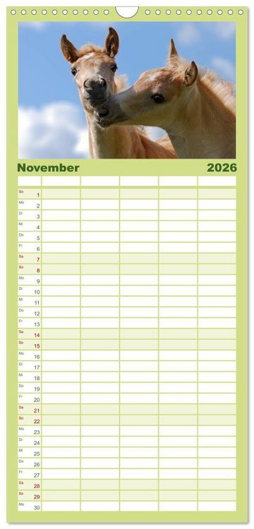 Produktbild: Familienplaner 2026 - Haflinger Fohlen mit 5 Spalten (Wandkalender, 21 x 45 cm) CALVENDO
