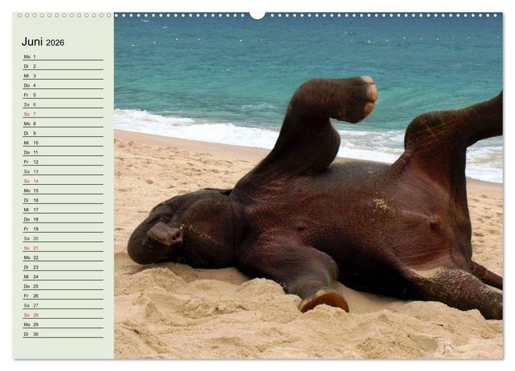 Produktbild: Elefanten. Badespa&szlig; am Strand (hochwertiger Premium Wandkalender 2026 DIN A2 quer), Kunstdruck in Hochglanz