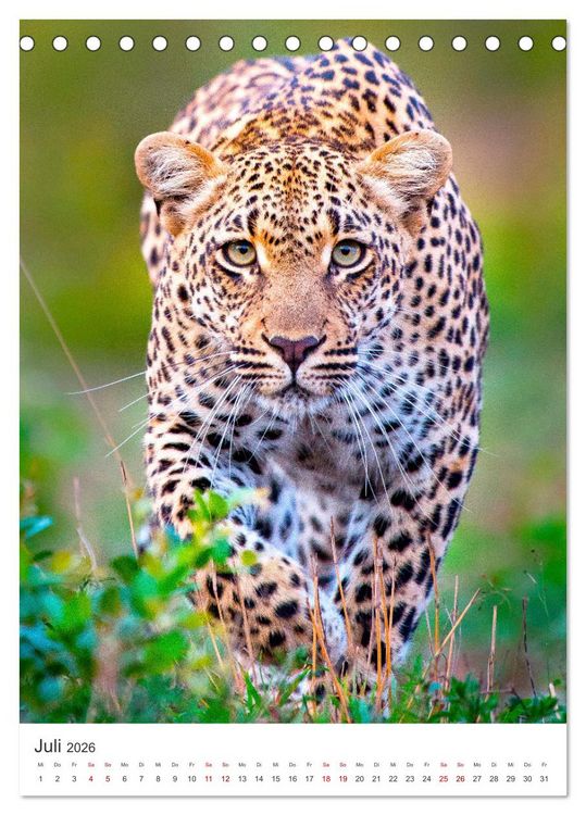 Produktbild: Leoparden - Die Beute im Visier. (Tischkalender 2026 DIN A5 hoch), CALVENDO Monatskalender