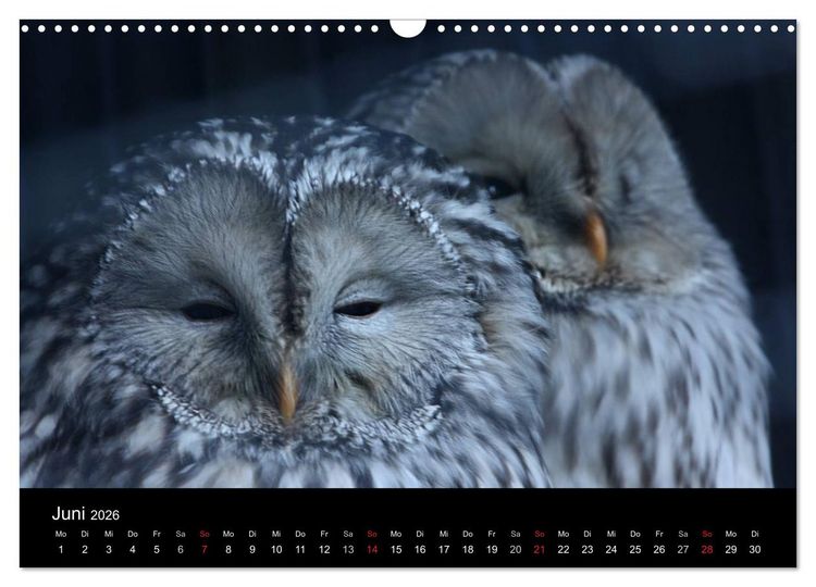Produktbild: Greifv&ouml;gel (Wandkalender 2026 DIN A3 quer), CALVENDO Monatskalender