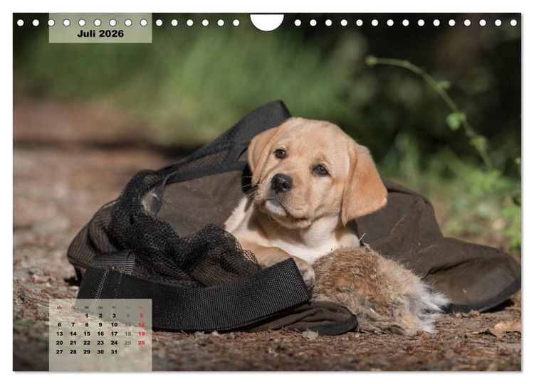 Produktbild: Welpenspa&szlig; (Wandkalender 2026 DIN A4 quer), CALVENDO Monatskalender