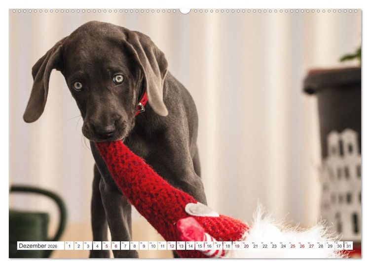 Produktbild: Weimaraner-Labrador (hochwertiger Premium Wandkalender 2026 DIN A2 quer), Kunstdruck in Hochglanz