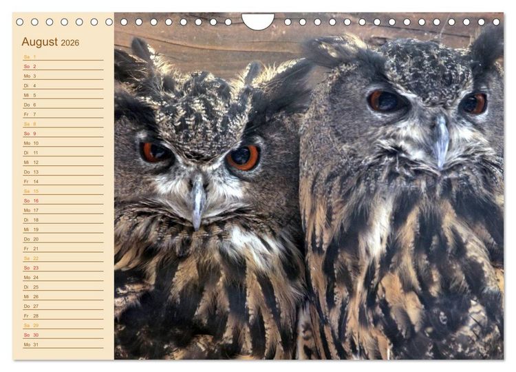 Produktbild: Eulen (Wandkalender 2026 DIN A4 quer), CALVENDO Monatskalender