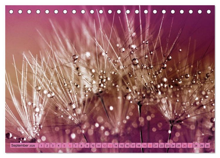 Produktbild: Lila - die mystische Farbe (Tischkalender 2026 DIN A5 quer), CALVENDO Monatskalender