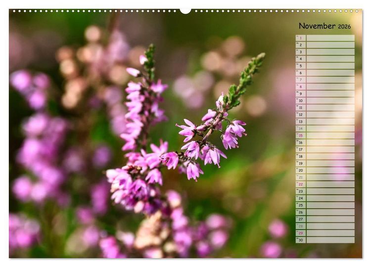 Produktbild: Heidespaziergang (Wandkalender 2026 DIN A2 quer), CALVENDO Monatskalender